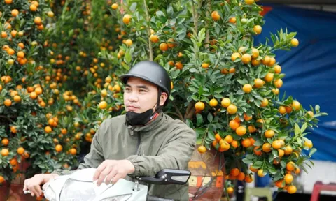 Người vận chuyển đào quất 'hái ra tiền' dịp Tết