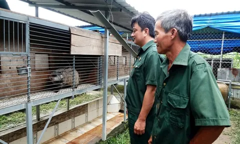 Vay 50 triệu nuôi 100 con vật hoang, tiền ăn 3.000 đồng/con/ngày, cựu chiến binh lãi đậm