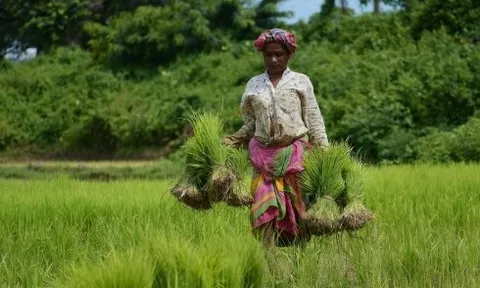 Mỹ hạ thuế xuống 18% đối với ông trùm xuất khẩu gạo của thế giới - gạo Trung Quốc, Pakistan gặp áp lực