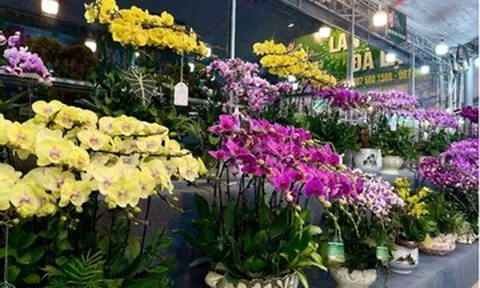 Lan hồ điệp tiền tỷ la liệt vỉa hè, cận Tết chủ hàng vẫn 'ngóng' khách mua