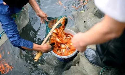 Bán cá chép đỏ dịp 'ông Công ông Táo', người dân Thanh Hoá đủ tiền ăn Tết