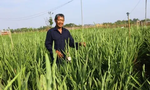 Làng hoa lay ơn lớn nhất Đồng Nai 'nín thở' canh từng ngày cho vụ Tết