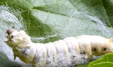 Ấn Độ tìm ra "mỏ vàng mới", giải bài toán sống còn của ngành kinh tế đứng thứ 2 thế giới