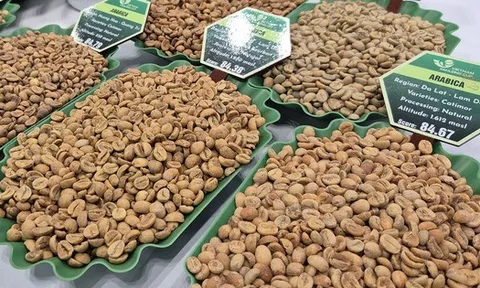 Giá cà phê hôm nay 11-2: Giảm mạnh trước dự báo Brazil được mùa lớn