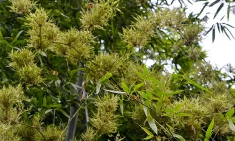 Một cây bạc tỷ của Việt Nam vừa lập kỷ lục xuất khẩu cao nhất lịch sử: Tổng thu hơn 300 triệu USD, doanh nghiệp nào đóng góp lớn nhất?