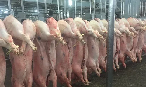 Giá heo hơi hôm nay, 13-2: Diễn biến lạ tại chợ đầu mối