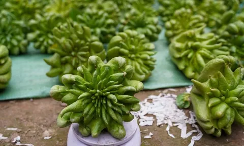 Phật thủ Tết giá đắt đỏ vẫn 'cháy' hàng