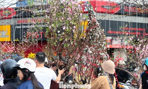 Đào, quất giảm giá sập sàn ngày 29 Tết