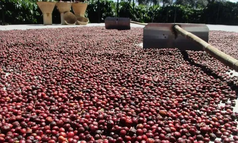Giá cà phê hôm nay 17-2: Tăng giảm ra sao trong ngày mùng 1 Tết?