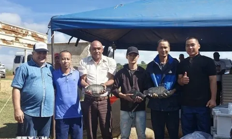 Một loài cá của Việt Nam từng tạo "kỳ tích" ở Cuba, được Mỹ tăng mua 499%