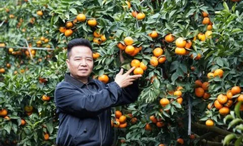 Nghệ nhân chầu văn biến 80ha đất hoang thành vườn cam trĩu quả