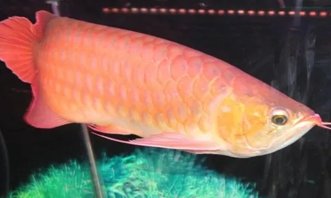 Ăn trứng cá rồng, 13 người ở Thanh Hóa nhập viện