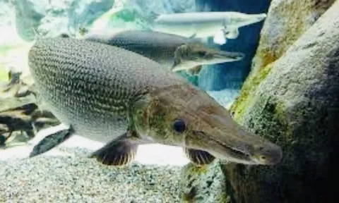 Công an Thanh Hóa bác tin 11 người bị ngộ độc do ăn trứng cá rồng