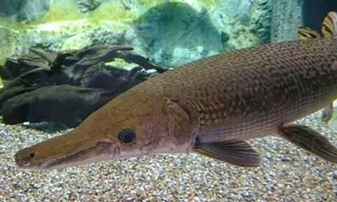 Sở Y tế Thanh Hóa thông tin chính chức vụ ngộ độc do ăn trứng cá phúc lộc thọ