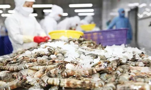 Mỹ giảm mạnh thuế chống bán phá giá, tôm Việt Nam vẫn gặp áp lực từ 1 đối thủ lớn