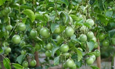 Việt Nam vừa đón 'tin vui 500 triệu USD' từ châu Âu