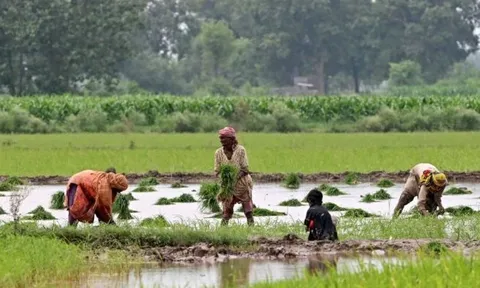 Xuất khẩu gạo của một ông lớn châu Á bất lao dốc hơn 40% vì Ấn Độ - có còn sức đối đầu Thái Lan, Việt Nam?