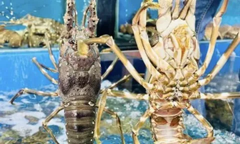 Lý do Trung Quốc bao mua gần như toàn bộ tôm hùm xuất khẩu của Việt Nam