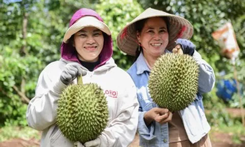 Việt Nam có thể vượt Thái Lan, thành nước xuất khẩu sầu riêng lớn nhất thế giới