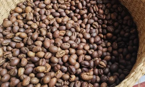 Giá cà phê hôm nay 1-3: Giữ giá tốt, là nhà cung cấp số 2 cho Hàn Quốc
