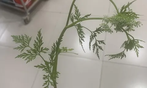 Lạng Sơn: Nhìn giống rau cần nên vội hái đem về nấu ăn, 3 người bị ngộ độc phải nhập viện cấp cứu