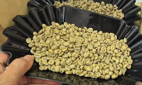 Giá cà phê hôm nay 4-3: Quay đầu giảm, Trung Quốc tăng mua cà phê