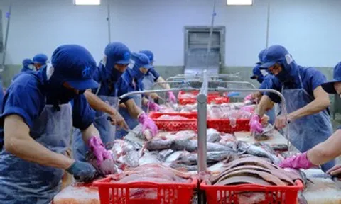 Thủy sản Việt đối mặt phép thử lớn giữa cú sốc vận tải biển