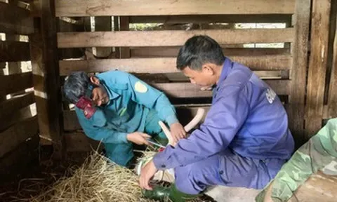 Vào vụ cưa sừng hươu, nông dân Hà Tĩnh thu về hơn 200 tỷ đồng