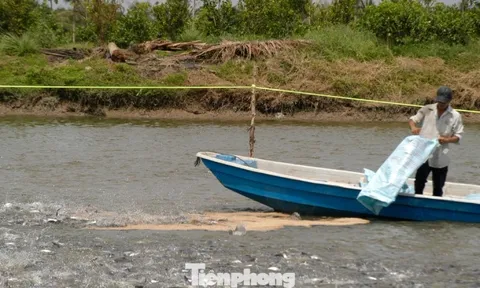 Giá cá tra tăng kỷ lục, vì sao người nuôi vẫn 'treo ao'?