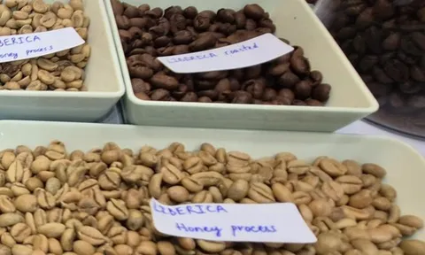 Giá cà phê hôm nay 7-3: Tăng tiếp, một loại cà phê đang được yêu thích vào vụ