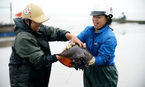 Vớt loài nổi trên biển ăn sần sật, ngư dân ở Thanh Hóa kiếm tiền triệu mỗi ngày