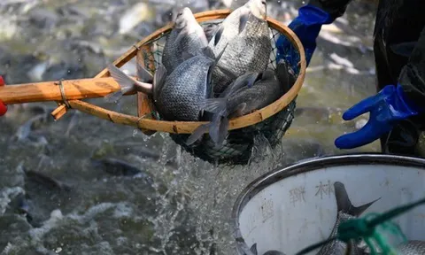 Loài cá rẻ tiền bán đầy chợ Việt bất ngờ được một quốc gia BRICS chi hàng triệu USD mua về, Mỹ cũng liên tục săn đón