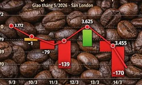 Giá cà phê hôm nay 14-3: Rớt mạnh khi người Mỹ thay đổi thói quen