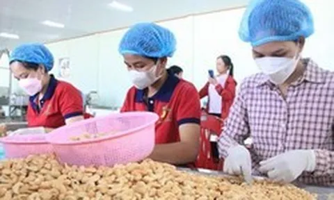 Ngành điều Việt Nam hướng tới giữ vững đà tăng trưởng sau năm kỷ lục