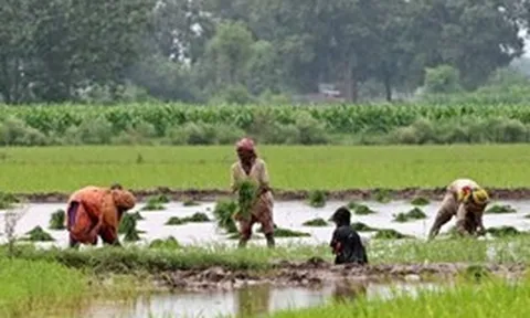 Quốc gia mua nhiều gạo Việt Nam nhất có động thái ‘lạ’