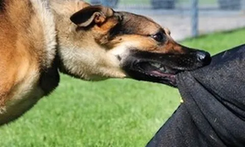 Hà Nội tăng cường giám sát bệnh dại