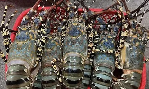 Trung Quốc tăng mua đột biến, Việt Nam bán 'hải sản nhà giàu' ôm về gần 7.000 tỷ