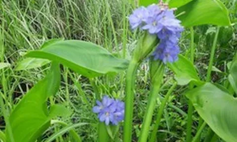 Cây rau mọc dại từng là thức ăn cho lợn, nay lên hàng "đặc sản", thậm chí giúp nông dân đổi đời