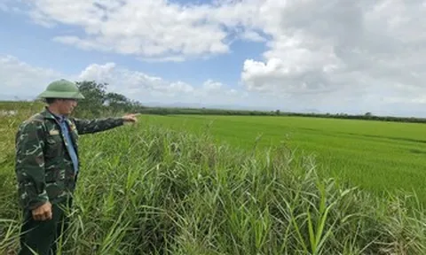 Dứt bỏ nghề nậu chim, người đàn ông Quảng Trị dựng hệ sinh thái bạc tỷ giữa đầm phá