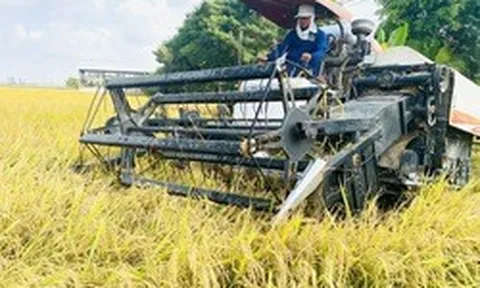 Giá lúa gạo giảm, không để xảy ra cảnh thương lái ép giá nông dân