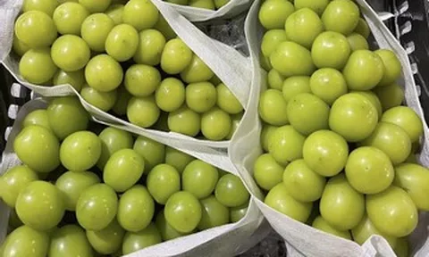 Việt Nam mua nhiều nho của Trung Quốc nhất, có loại bán ra chỉ 20.000-30.000 đồng/kg