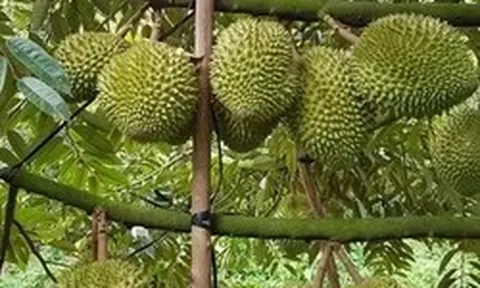 Sầu riêng trái vụ trúng giá, nhà vườn thắng lớn