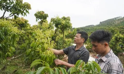 Vải thiều Bắc Ninh nguy cơ giảm một nửa sản lượng