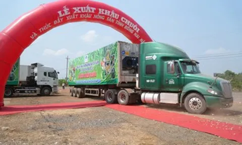 220 tấn chuối xuất ngoại một ngày, Đồng Nai dồn lực vào thị trường tỷ dân