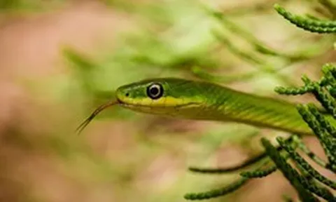 10 loại cây vô tình "gọi" rắn tới nhà