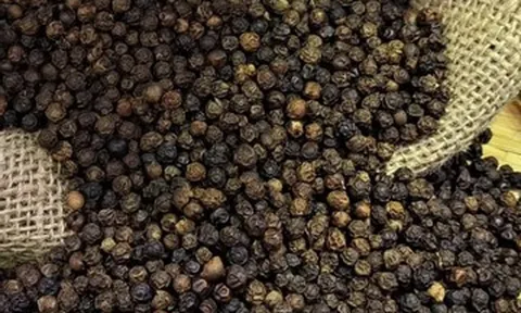 Thu hoạch 155.000 tấn ‘vàng đen’ trong 3 tháng đầu năm, xuất khẩu thắng đậm