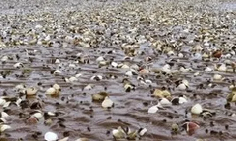 Quảng Ninh cảnh báo nguy cơ ngao chết hàng loạt do bệnh truyền nhiễm đặc biệt nguy hiểm