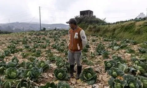 Nông dân ở quốc gia Đông Nam Á này bỏ mặc rau củ thối rữa trên đồng, nhìn túi tiền 'bốc hơi' theo giá dầu - Điều gì đang xảy ra?