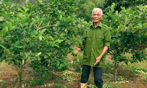 Ghép chanh vàng Mỹ lên gốc bưởi, nông dân Thanh Hóa thu hàng trăm triệu đồng/năm