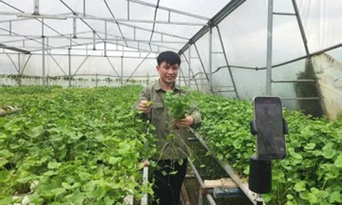 Đổ 3 tỷ rồi trắng tay, 9X Quảng Ninh đổi hướng trồng rau má thu 50 triệu/tháng